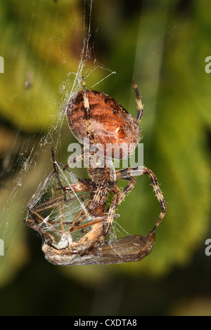 Garten oder Orb Spinnennetz mit Kran Fly Beute. Stockfoto