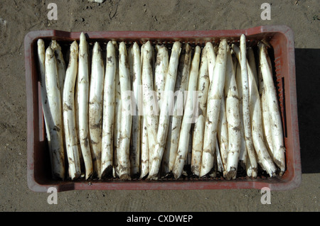 Klaistow, Spargel in Brandenburg Stockfoto