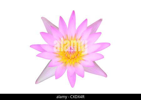 Seerose, Lotus isoliert auf weißem Hintergrund Stockfoto