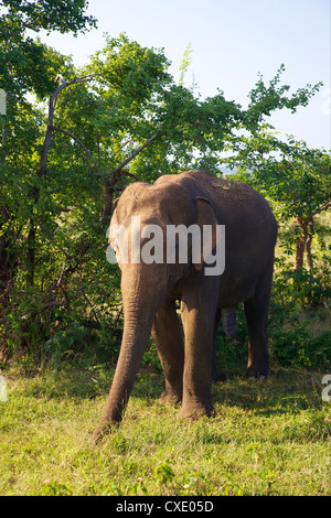 Asiatischer Elefant (Elephas Maximus Maximus), Uda Walawe Nationalpark, Sri Lanka, Asien Stockfoto