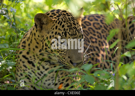 Leoparden (Panthera Pardus) ruht im dichten Unterholz, Yala-Nationalpark, Sri Lanka, Asien Stockfoto