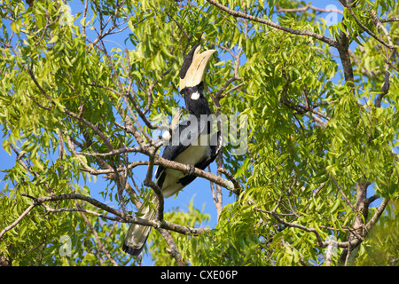 Männliche Malabar Pied Hornbill (Anthracoceros Coronatus), Yala-Nationalpark, Sri Lanka, Asien Stockfoto