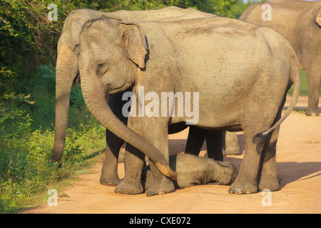 Wilde asiatische Elefanten mit Baby Elefant, Yala-Nationalpark, Sri Lanka, Asien