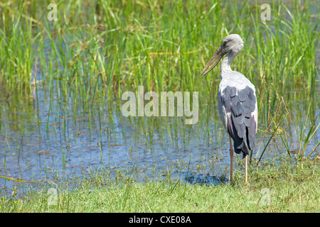 Asiatischer Openbill (Anastomus Oscitans), Yala-Nationalpark, Sri Lanka, Asien Stockfoto