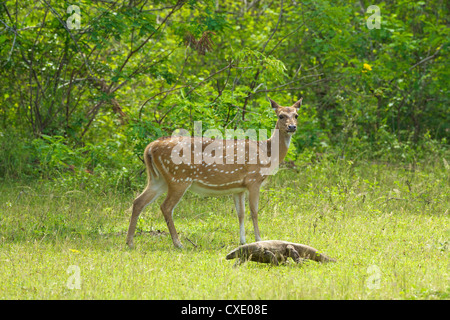 Ceylon gesichtet Hirsch Hirschkuh und Land Waran, Yala-Nationalpark, Sri Lanka, Asien Stockfoto