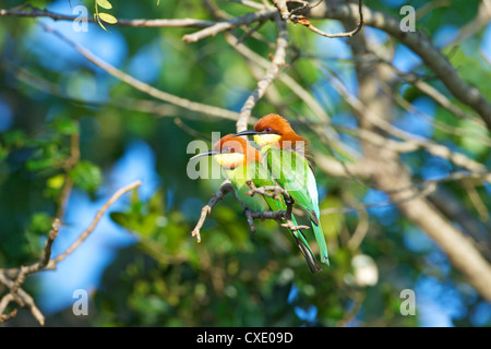 Unter der Leitung von Kastanie Bienenfresser (Merops Leschanaulti), Yala-Nationalpark, Sri Lanka, Asien Stockfoto