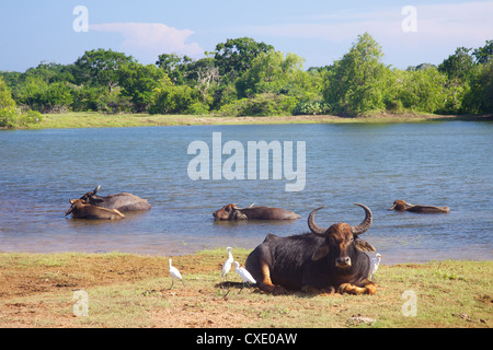 Inländische asiatische Wasserbüffel (Bubalus beispielsweise) und Reiher, Yala-Nationalpark, Sri Lanka, Asien Stockfoto