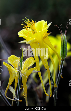 Aquilegia Chrysantha golden blühende Akelei gelbe Pflanze Porträts Blumenblätter Blüte Blume Blüte Blüte Frühling Stockfoto