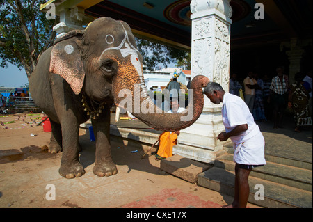 Segnung von Elefanten, Sri Jambukeshwara Tempel, Tiruchirappalli (Trichy), Tamil Nadu, Indien, Asien Stockfoto