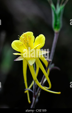 Aquilegia Chrysantha golden blühende Akelei gelbe Pflanze Porträts Blumenblätter Blüte Blume Blüte Blüte Frühling Stockfoto