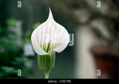 Arisaema Candidissimum Stauden Blumen Blüte Blüten Nahaufnahmen Nahaufnahmen USV Drachen arum Stockfoto