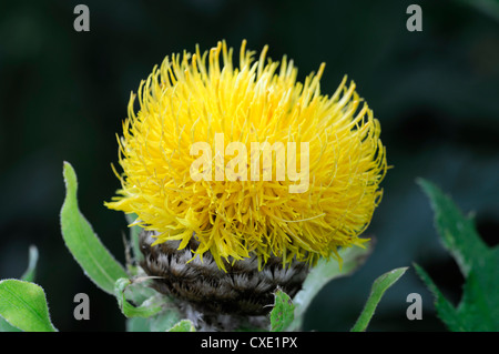 Centaurea Macrocephala Riesen-Flockenblume gelbe Blume Blüte Blüte Stockfoto