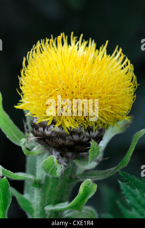 Centaurea Macrocephala Riesen-Flockenblume gelbe Blume Blüte Blüte Stockfoto