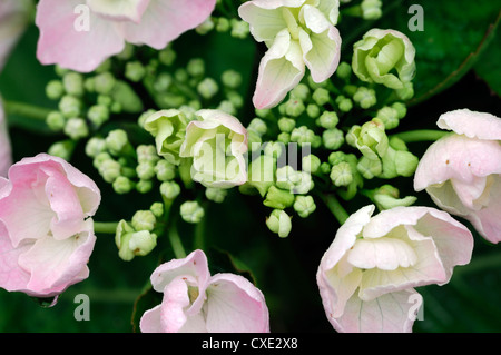 Hydrangea Macrophylla Hobella rosa blass Pastell Blumen Blüte Nahaufnahme selektiven Fokus sommergrüne Sträucher Pflanzenportraits Stockfoto