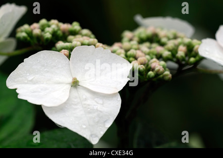 Hydrangea Macrophylla Veitchii weiße Blumen Blume Blüte Blüte sommergrüne Sträucher Strauch Busch Blütenköpfchen Kopf Stockfoto