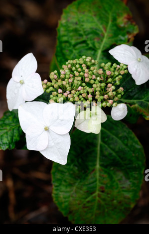 Hydrangea Macrophylla Veitchii weiße Blumen Blume Blüte Blüte sommergrüne Sträucher Strauch Busch Blütenköpfchen Kopf Stockfoto