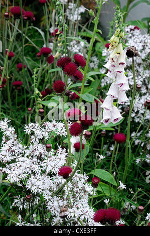 Cirsium Rivulare Lychnis Digitalis Purpurea dalmatinischen gemischt Grenze mehrjährige Pflanzen Schema Kombination lila weiß Stockfoto