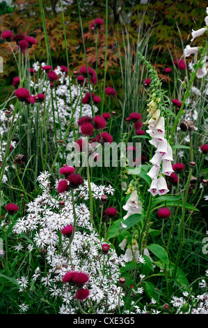 Cirsium Rivulare Lychnis Digitalis Purpurea dalmatinischen gemischt Grenze mehrjährige Pflanzen Schema Kombination lila weiß Stockfoto