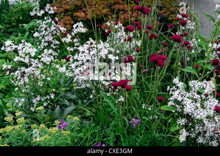 Cirsium Rivulare Lychnis Digitalis Purpurea dalmatinischen Achillea gemischt Grenze mehrjährige Pflanzen Schema Kombination lila weiß Stockfoto