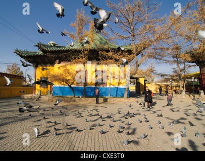 Tauben im Gandan Kloster in Ulan Bator, Mongolei Stockfoto