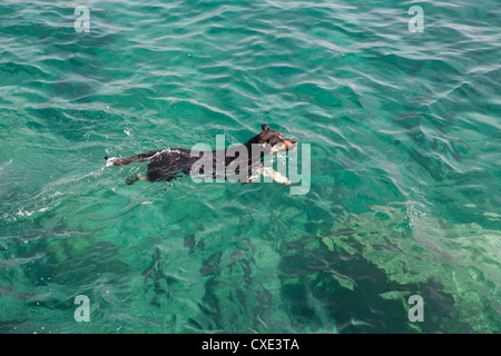 Jack Russell Terrier im Ozean schwimmen Stockfoto