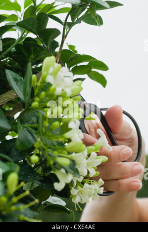 Frau Schnitt blühender Strauch mit Baum-, Rebscheren, beschnitten Stockfoto