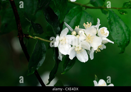 Philadelphus Lewisii weiße Blume Blumen Blüte sommergrüne Sträucher duftenden duftenden Closeup Mock orange Stockfoto