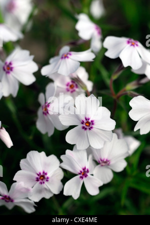 Phlox Subulata erstaunliche Gnade weiß rosa Pflanze Porträts Nahaufnahmen Blumen blühenden Stauden Stockfoto