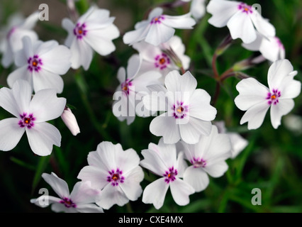 Phlox Subulata erstaunliche Gnade weiß rosa Pflanze Porträts Nahaufnahmen Blumen blühenden Stauden Stockfoto