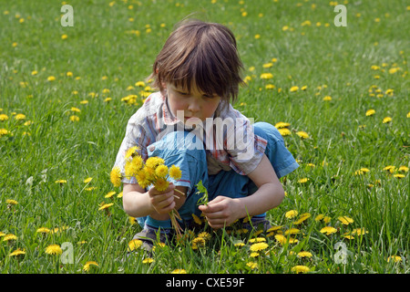 Leipzig, ein Kind Butterblumen pflücken, auf einer Wiese Stockfoto