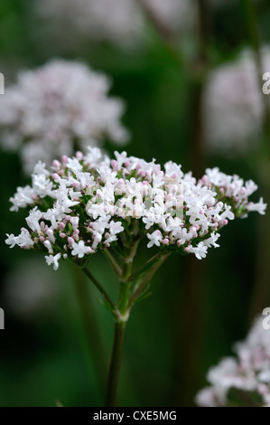 Valeriana Officinalis weiße Pflanze Porträts Blumen Blüte Baldrian Closeup selektiven Fokus Sommer Stauden Stockfoto