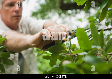 Mann Beschneidung Zweige Stockfoto