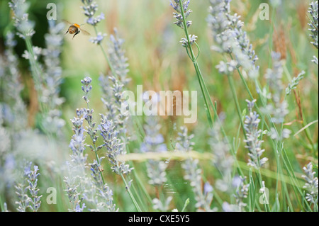 Lavendel wächst Stockfoto