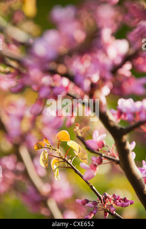 Redbud Äste in voller Blüte Stockfoto