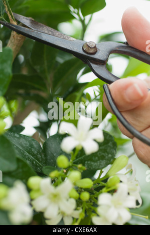 Frau Schnitt blühender Strauch mit Baum-, Rebscheren, beschnitten Stockfoto