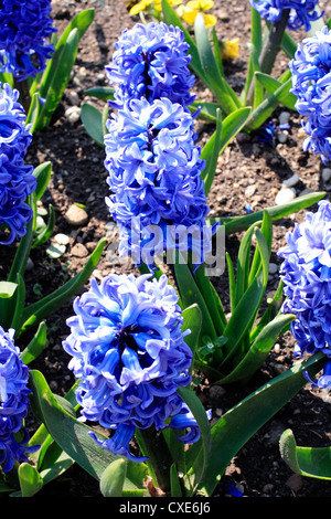 München, Botanischer Garten München-Nymphenburg Stockfoto