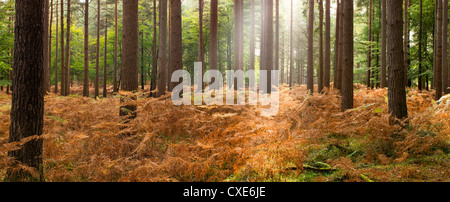 Strahlen von Sonnenlicht, innere Kiefernwald, New Forest, Hampshire, England, UK Stockfoto