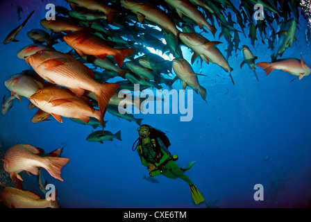 Taucher und Fischschwärme, Ras Mohammed, Ägypten Stockfoto