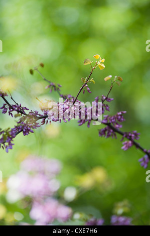 Redbud Ast in voller Blüte Stockfoto