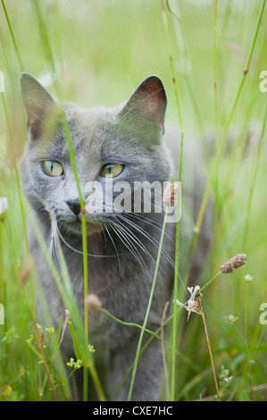 Russisch Blau Katze Gras Stockfoto