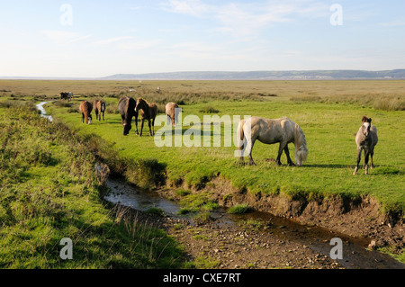 Welsh Mountain Ponys (Equus Caballus) Weiden, Llanrhidian Salzwiesen, The Gower Halbinsel Wales Stockfoto