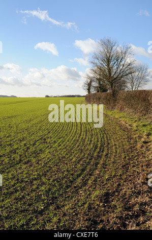 Bereich der jungen Winterweizen Sämlinge und Hecke, Wiltshire, England Stockfoto