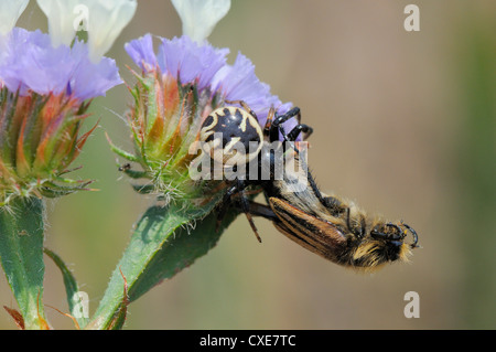 Krabben Sie-Spinne (Synema Globosum) mit Hummel, Hummel, Biene Skarabäus-Käfer (Eulasia Vittata) Beute, Lesbos, Griechenland Stockfoto