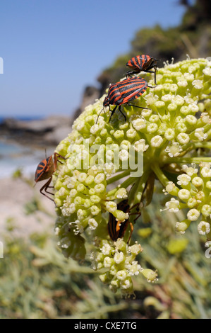 Italiener gestreift Baumwanzen (Graphosoma Lineatum unsere) auf Meerfenchel (Crithmum Maritimum), Samos, Griechenland Stockfoto