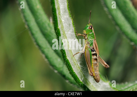 Weibliche Wiese Grashüpfer (Chorthippus Parallelus), Wiltshire, England Stockfoto