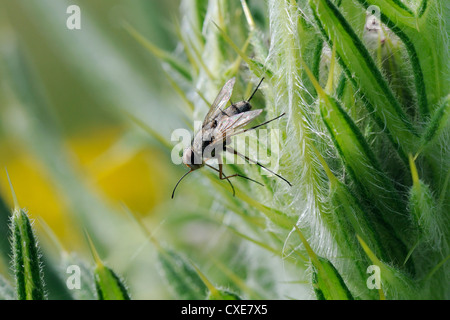 Parasit fliegen oder Tachinid Fliege (Prosena Siberita) mit langen Rüssel, Wiltshire, England Stockfoto