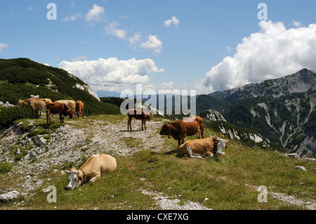 Kleine Herde Kühe (Bos Taurus) auf alpinen Weiden in den Julischen Alpen, Nationalpark Triglav, Sloweniens, slovenianan Stockfoto