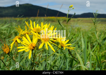 Fen-Kreuzkraut blüht im Moorland links durch das Wasser des Sees Cerknica in Slowenien, Sommer, Slovenianan schrumpfen Stockfoto