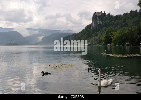 Höckerschwäne (Cygnus Olor) und Mallard Enten (Anas Platyrhynchos), Lake Bled, Slowenien, Slowenisch, Europa, Europäische Stockfoto