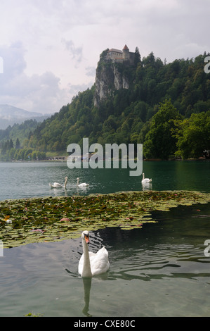 Höckerschwäne (Cygnus Olor) und Mallard Enten (Anas Platyrhynchos), Lake Bled, Slowenien, Slowenisch, Europa, Europäische Stockfoto